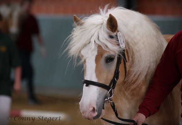 Siegerin Haflinger - Maite