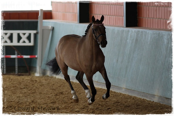 My Melody 3. Platz Reitpony