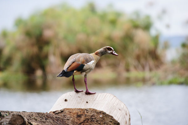 Lake Naivasha