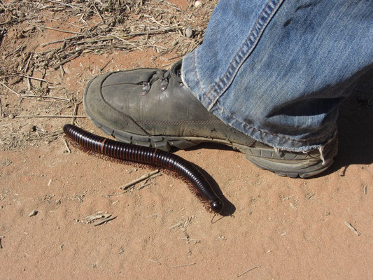 Kalahari Trails Nature Reserve