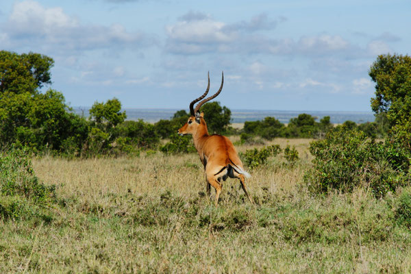 Ol Pejeta Conservancy