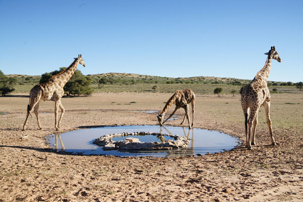 Kgalagadi Transfrontier Park