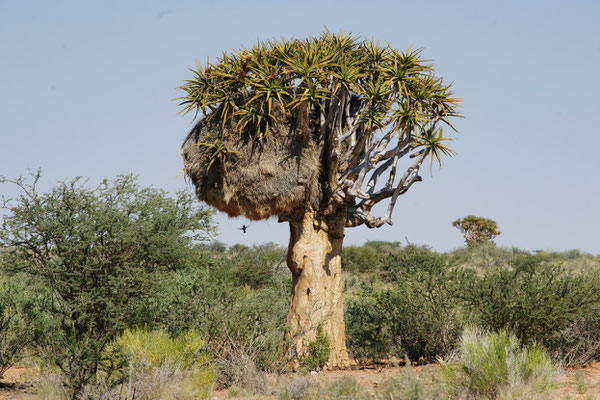 Augrabies NP