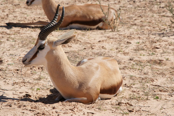 Kgalagadi Transfrontier Park