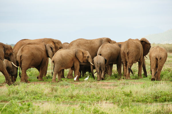 Samburu Nationalpark