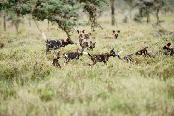 Ol Pejeta Conservancy