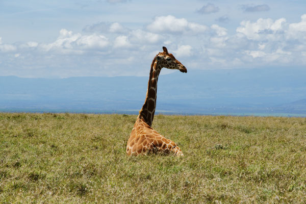 Ol Pejeta Conservancy
