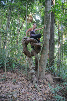 Khao Phanoen Thung (Kaeng Krachan NP)