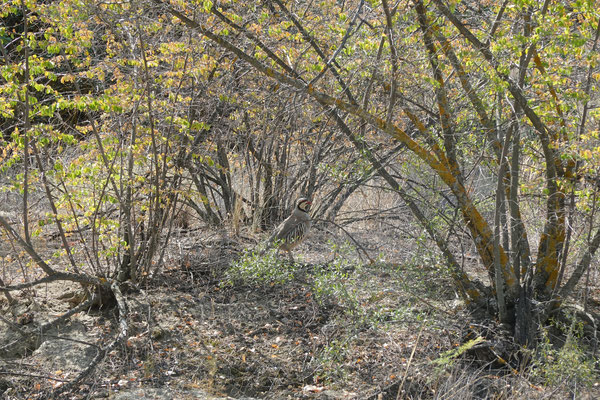 Usakhelo View Point – Mijnis Qure, Vashlovani Nationalpark