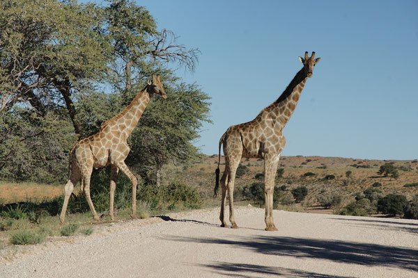 Kgalagadi Transfrontier Park