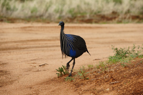 Samburu Nationalpark