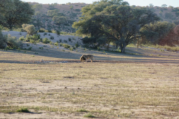 Kgalagadi Transfrontier Park