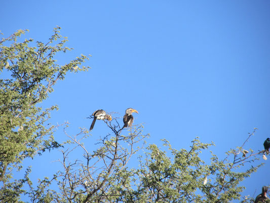 Kgalagadi Transfrontier Park