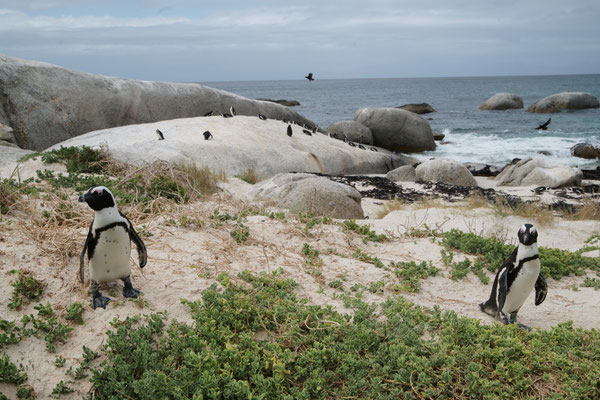 Simons Town, Boulders Beach