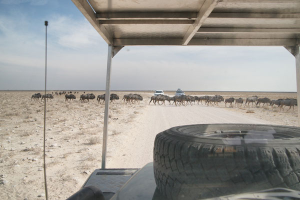 Etosha NP