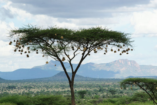 Samburu Nationalpark