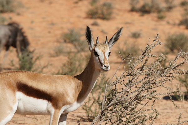 Kgalagadi Transfrontier Park