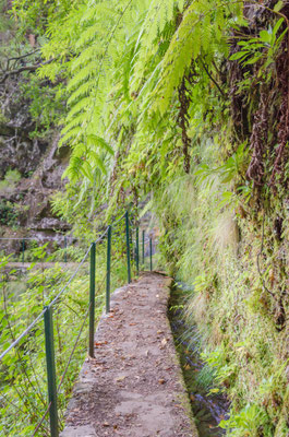 Levada - Madeira Island