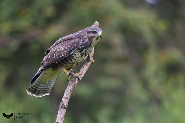 Buse variable Photo réalisée en affût chez Jean-Michel Lecat