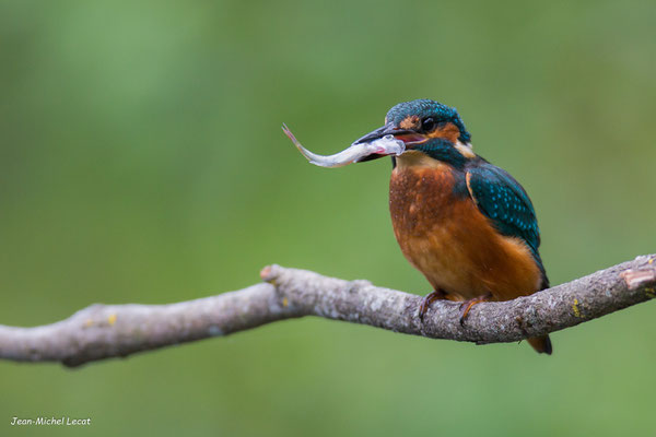 Martin pêcheur, Alcedo atthis