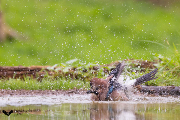 Geai des chênes Photo réalisée en affût chez Jean-Michel Lecat