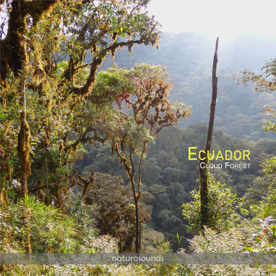 ECUADOR Rain Forest