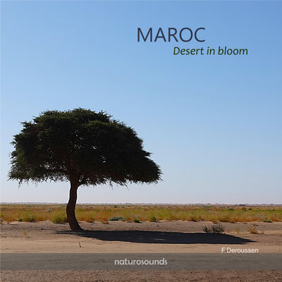 MAROC_Desrt in bloom