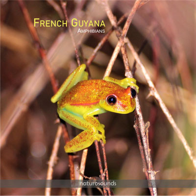 FRENCHE GUYANA Batracophonie