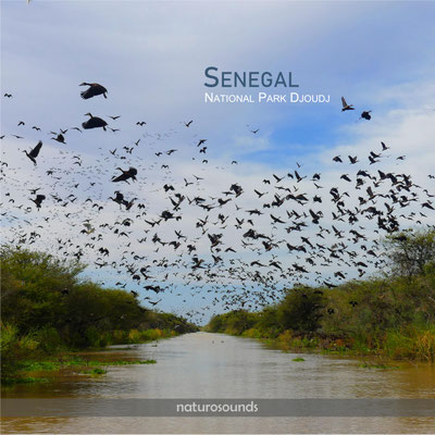 SENEGAL Birds park djoudj