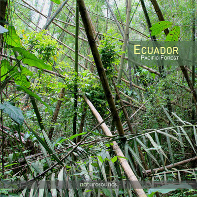 ECUADOR  Pacific Forest