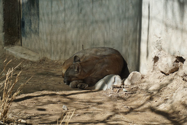 ein verschlafener Puma