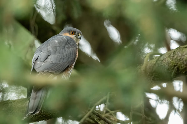 SPARROWHAWK - 4 April 2026