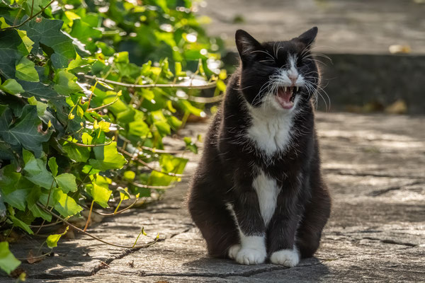 CEMETERY CAT - 6 September 2025