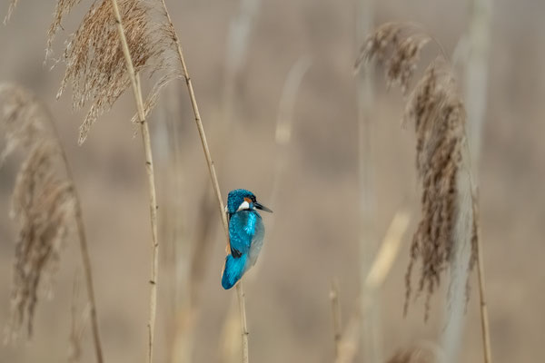 KINGFISHER - 10 April 2026