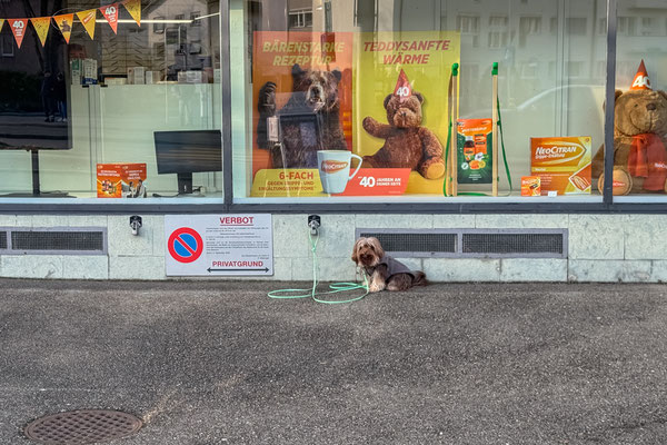 SMALL ANIMALS - 9 February 2026