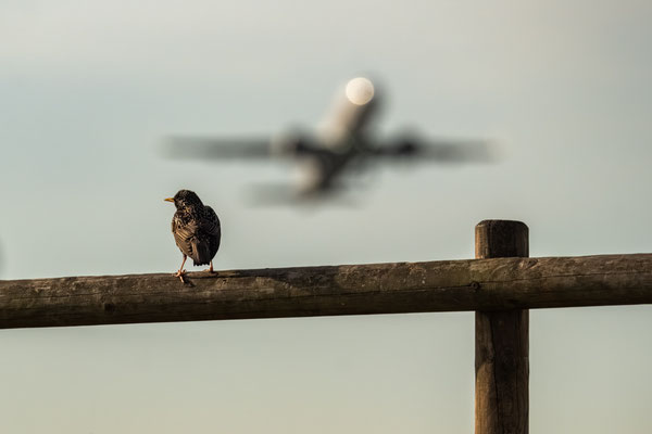 TWO BIRDS - 2 May 2026