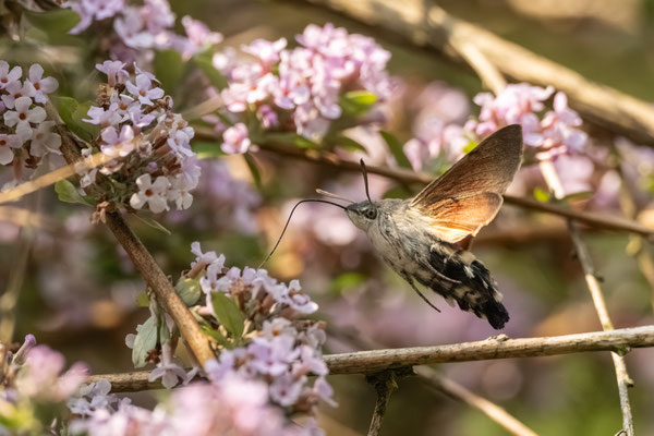 HUMMINGBIRD MOTH (Taubenschwänzchen) - 9 June 2025