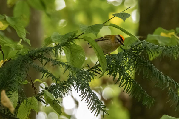 GOLDCREST (Sommergoldhähnchen) - 30 September 2025