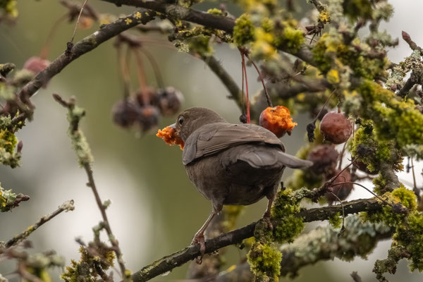 HUNGRY BLACKBIRD - 17 January 2026