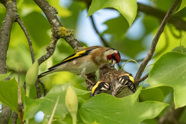HUNGRY GOLDFINCH - 27 May 2025
