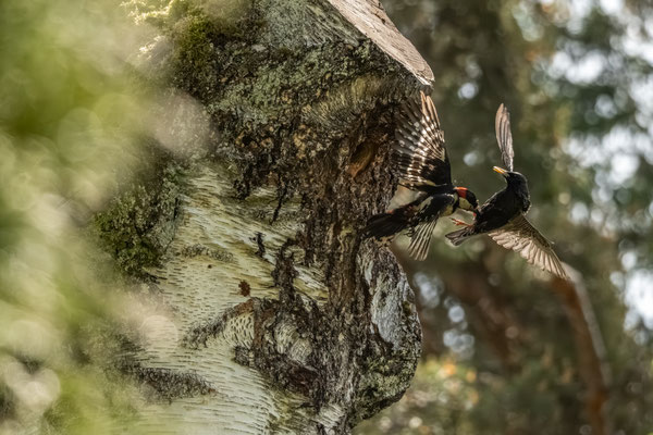 BIRD FIGHT - 19 May 2026