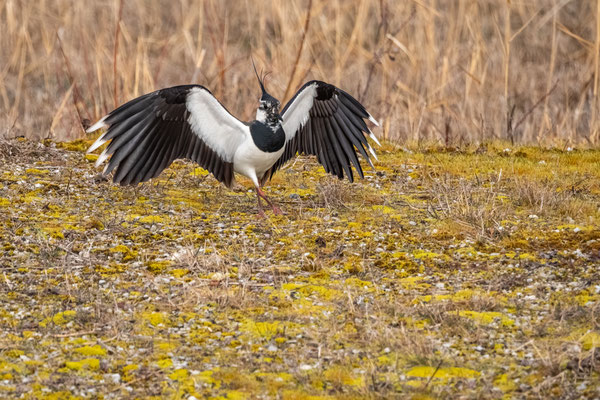 PROUD LAPWING - 23 February 2025