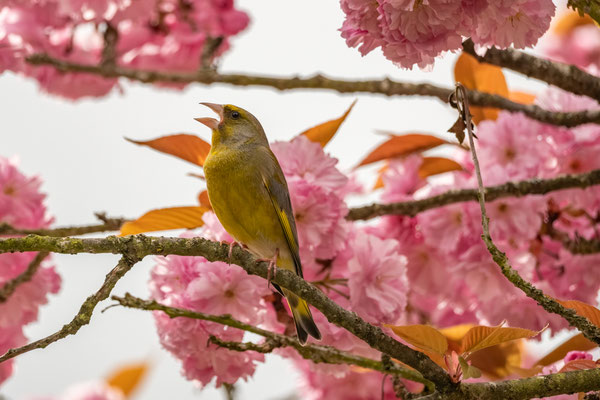 SPRING FEVER (GREENFINCH) - 16 April 2025