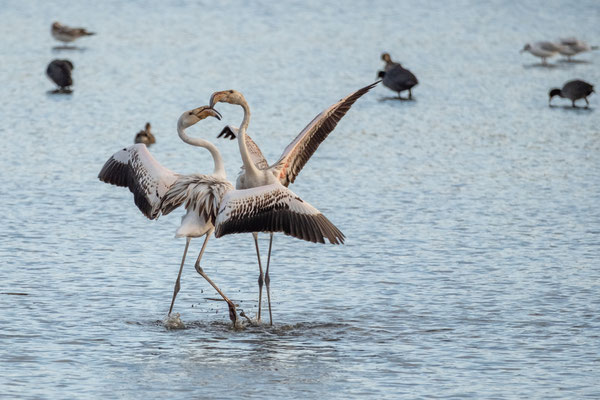 YOUNG PINK FLAMINGO - 16 September 2025