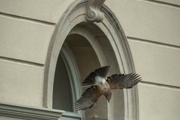 ARCHITECTURAL FLIGHT - 28 February 2026