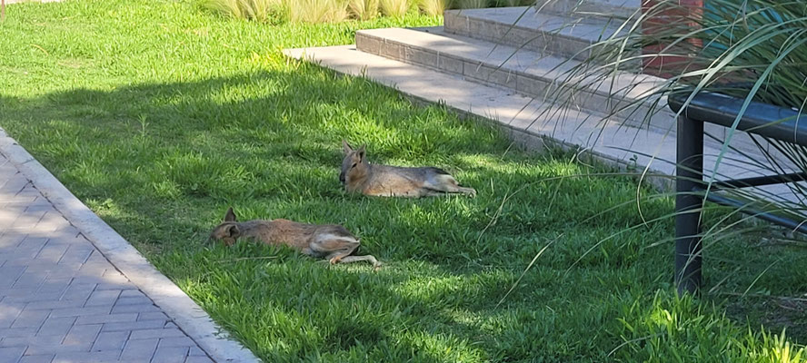Pampashasen beim chillen 