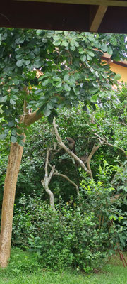 Besucher im Garten 
