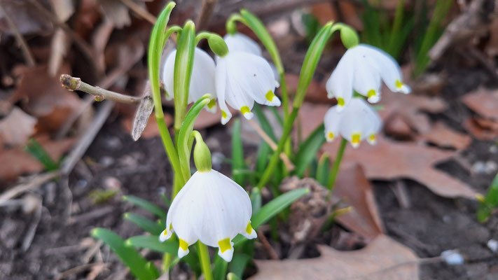 Frühlingsknotenblume