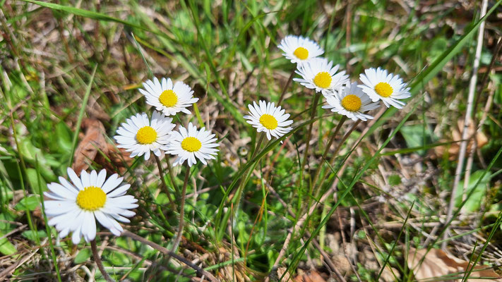 Gänseblümchen