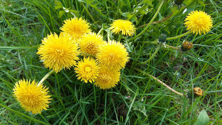 Löwenzahn / Pusteblume